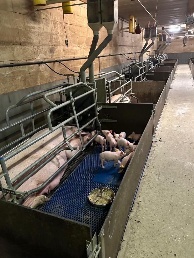 Porcon kraambox kraamhokken, Dieren en Toebehoren, Meerdere dieren, Varken