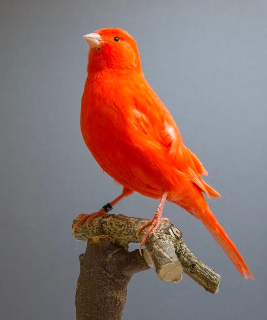 Kanarie ei bevrucht eieren gezocht, Dieren en Toebehoren, Vogels | Kanaries, Geslacht onbekend, Zangkanarie