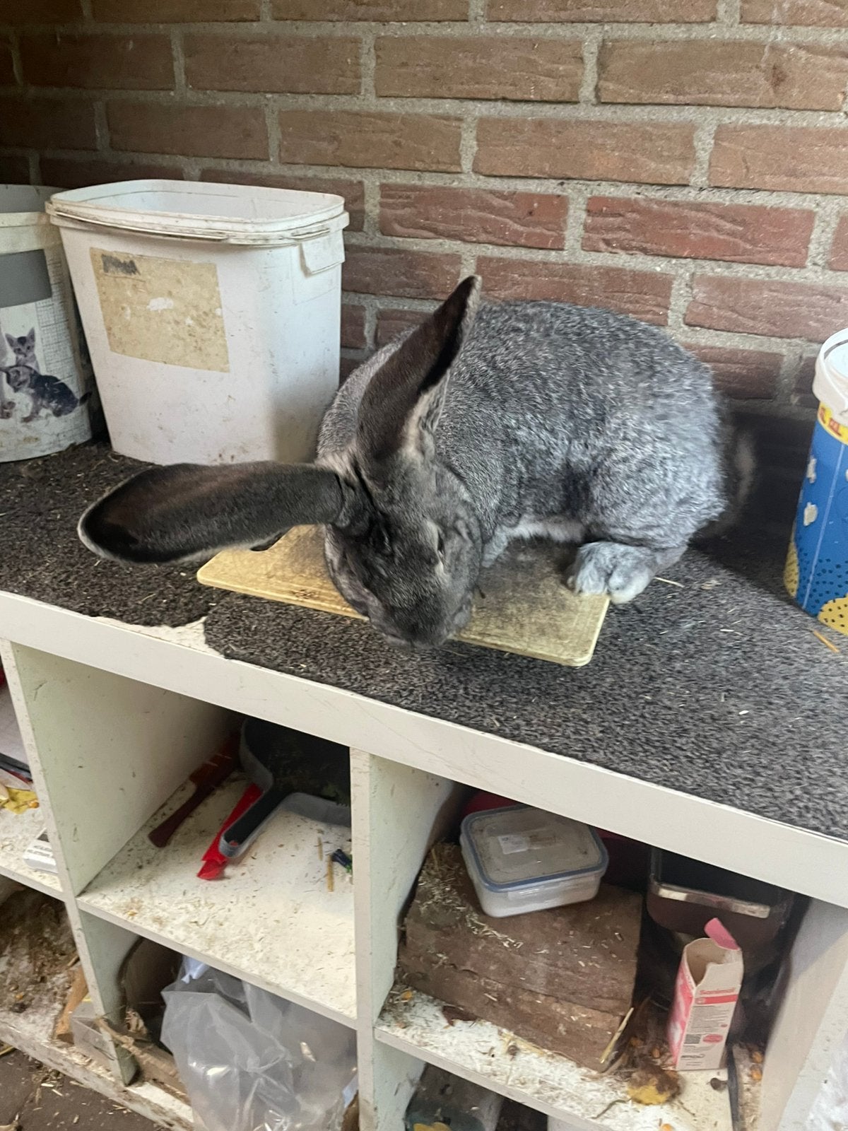 Mooie vlaamse reus Chincilla ram, Mannelijk, Groot