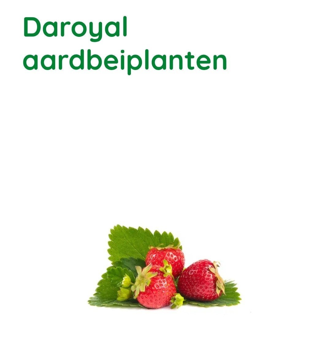 aardbei plantjes kort dragend, Eén persoon, Cadeaubon