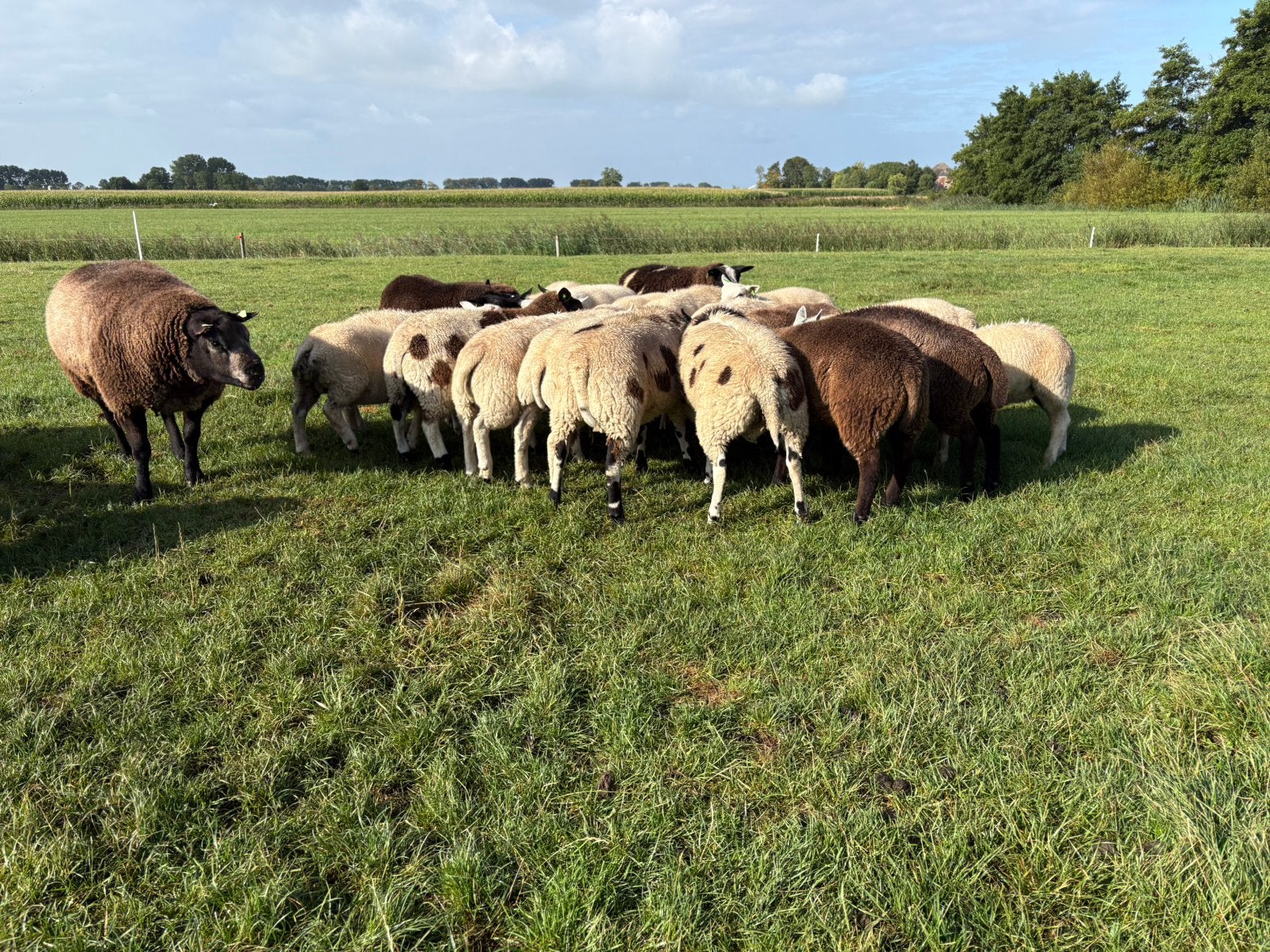 Rammen, Dieren en Toebehoren, Schapen, Geiten en Varkens, Mannelijk, Schaap, 0 tot 2 jaar