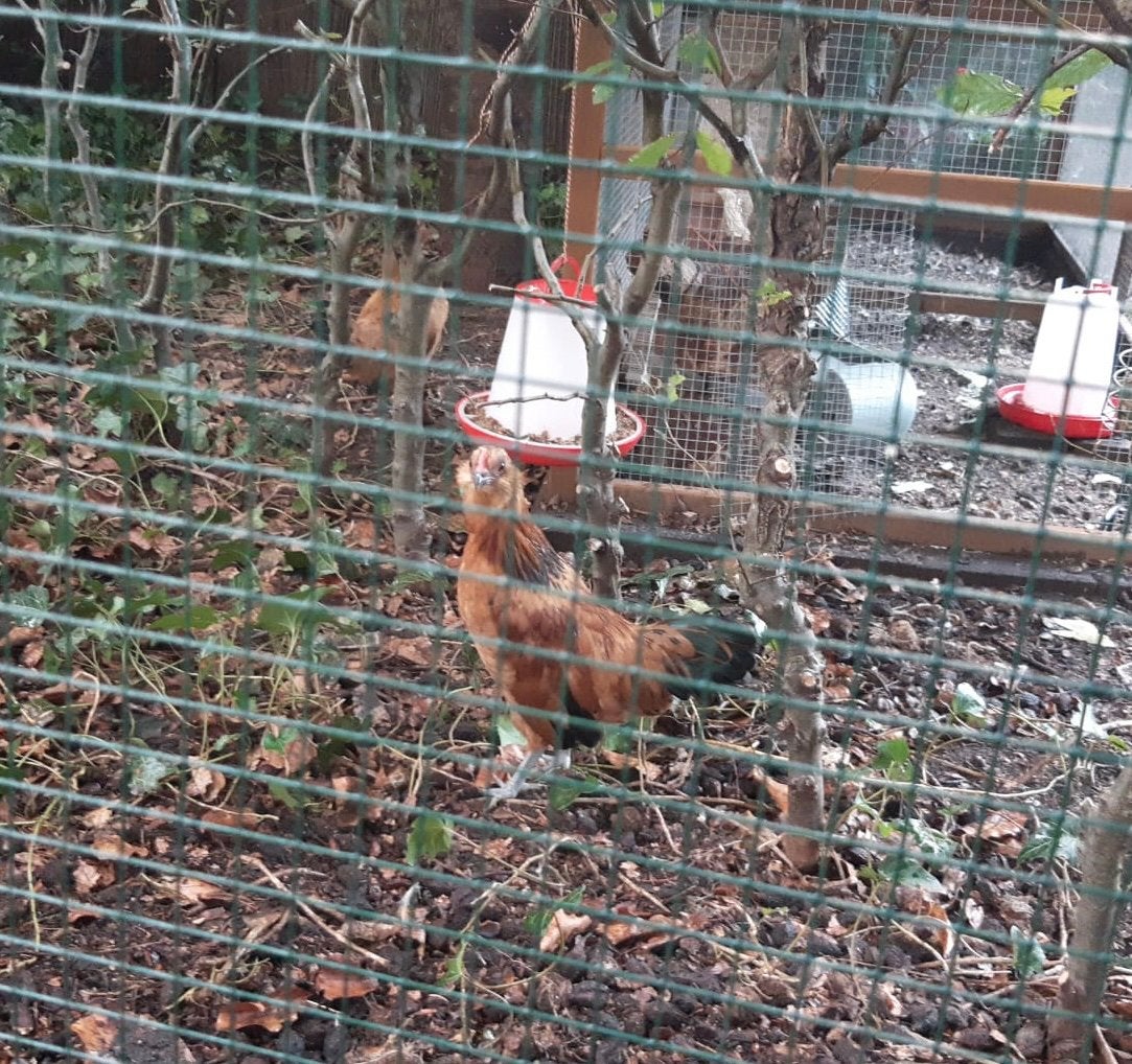 2 jonge krielhanen, Dieren en Toebehoren, Mannelijk, Kip