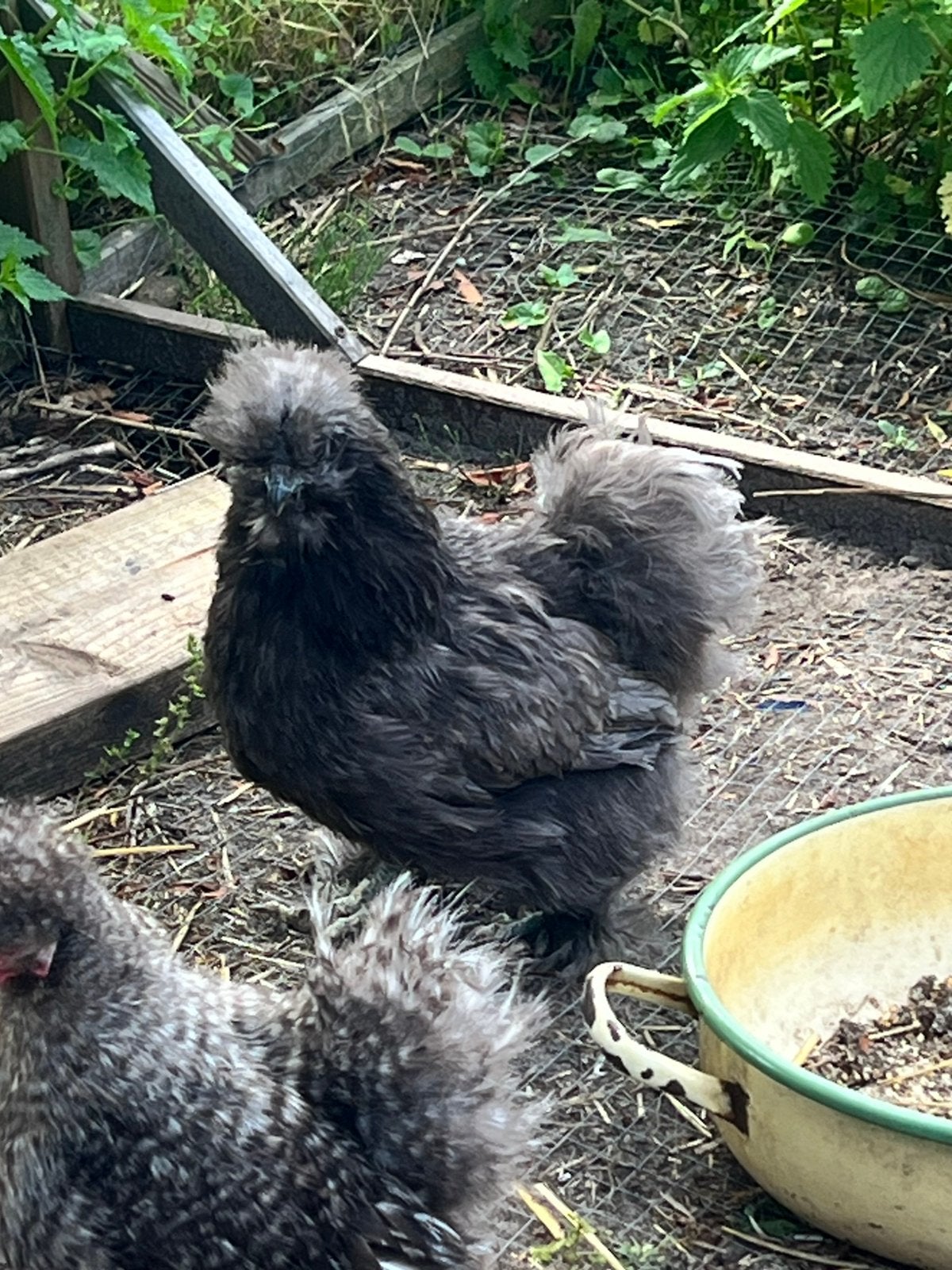 Zijdehoen Haan en hen met kuikens, Dieren en Toebehoren, Pluimvee, Meerdere dieren, Kip