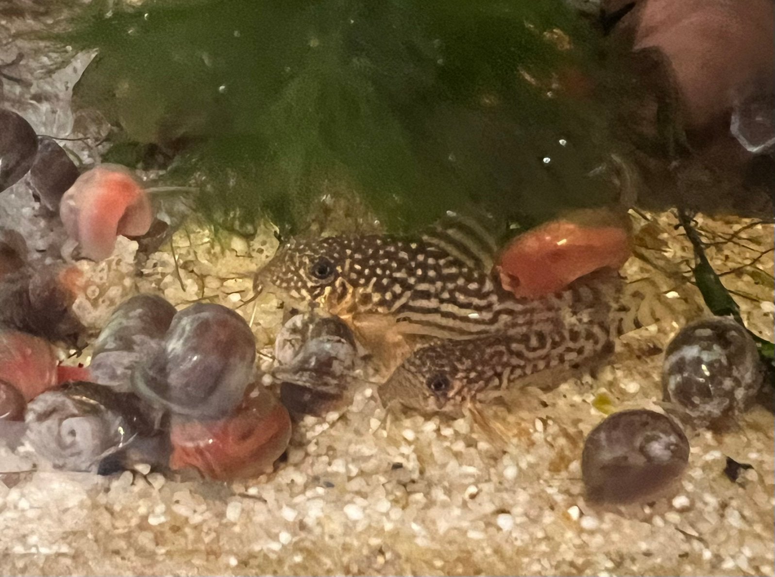 Jonge Corydora Sterbai uit eigen kweek, Dieren en Toebehoren, Vissen | Aquariumvissen, Zoetwatervis, Vis, Schoolvis