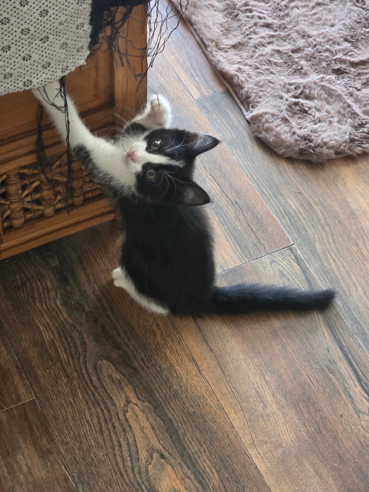 kittens