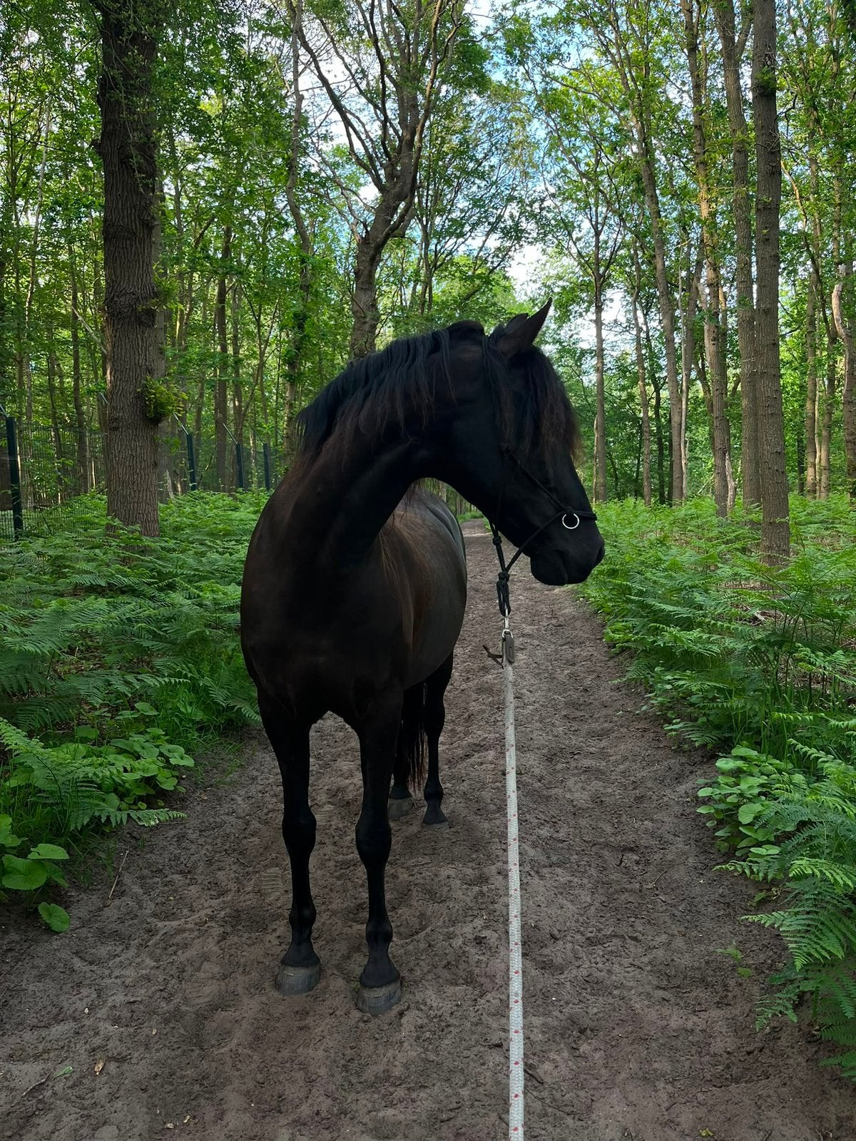 P.r.e ruin van 15 geen kinderpony, E pony (1.48m - 1.57m), Ruin, Dressuurpony, 11 jaar of ouder