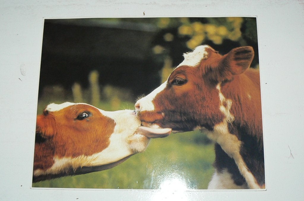 Prachtige koeien ansichtkaart. Op weg naar de lente! 30x24cm, Verzamelen, Ophalen of Verzenden, 1980 tot heden, Ongelopen, Overige soorten