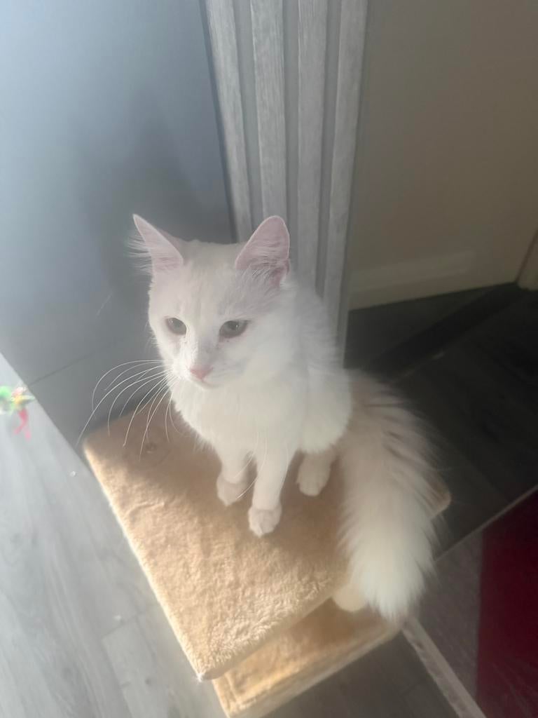 Kat, Kater