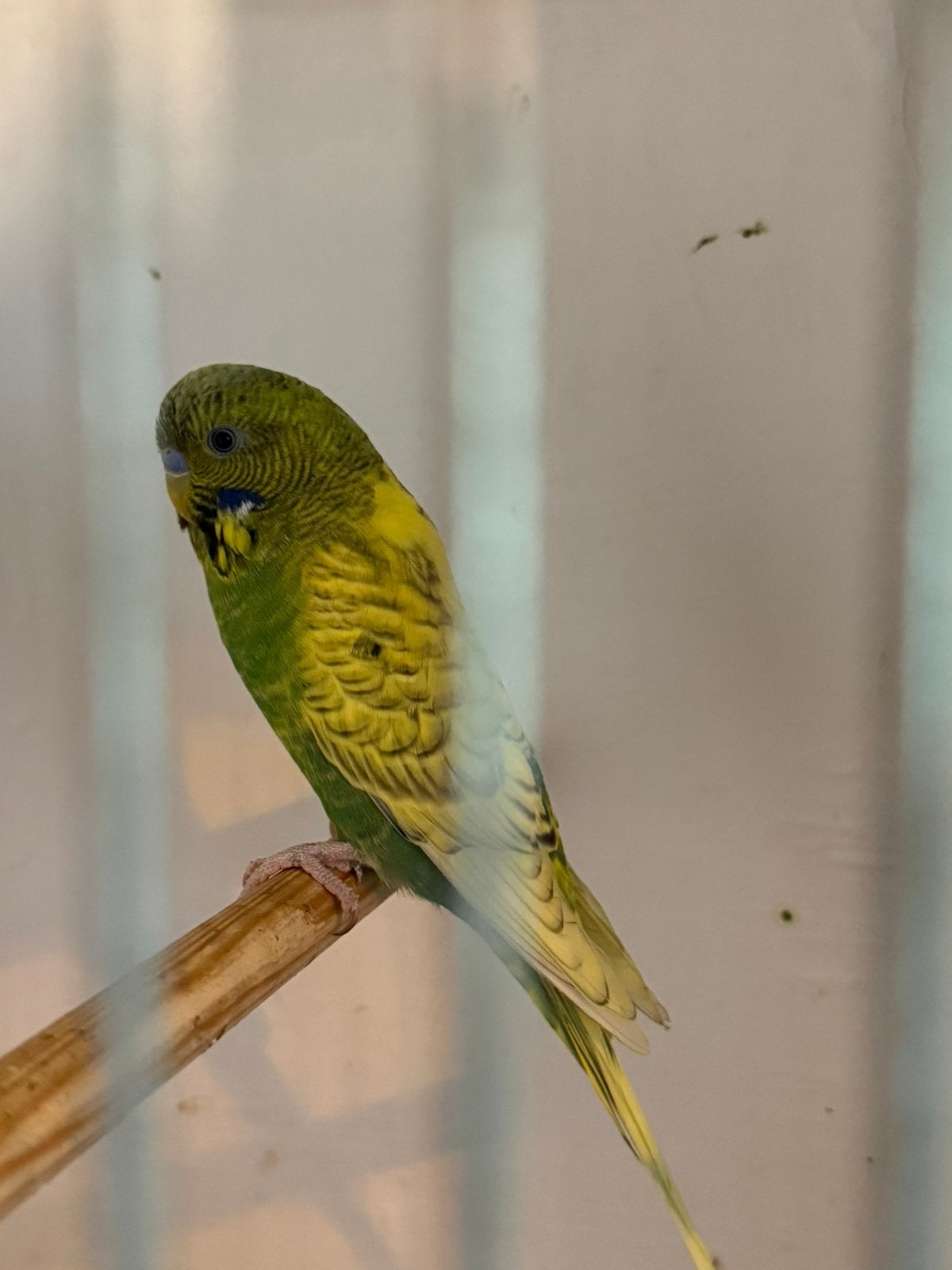 Blackface spangle graspakiet, Dieren en Toebehoren, Mannelijk, Parkiet