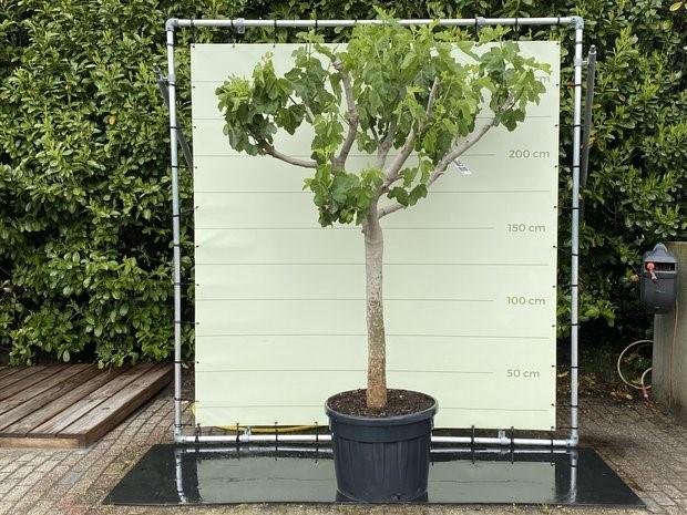 Vijgenboom - stamomvang 30-40 cm - zoete donkere vijg, In pot, Halfschaduw, 100 tot 250 cm, Zomer