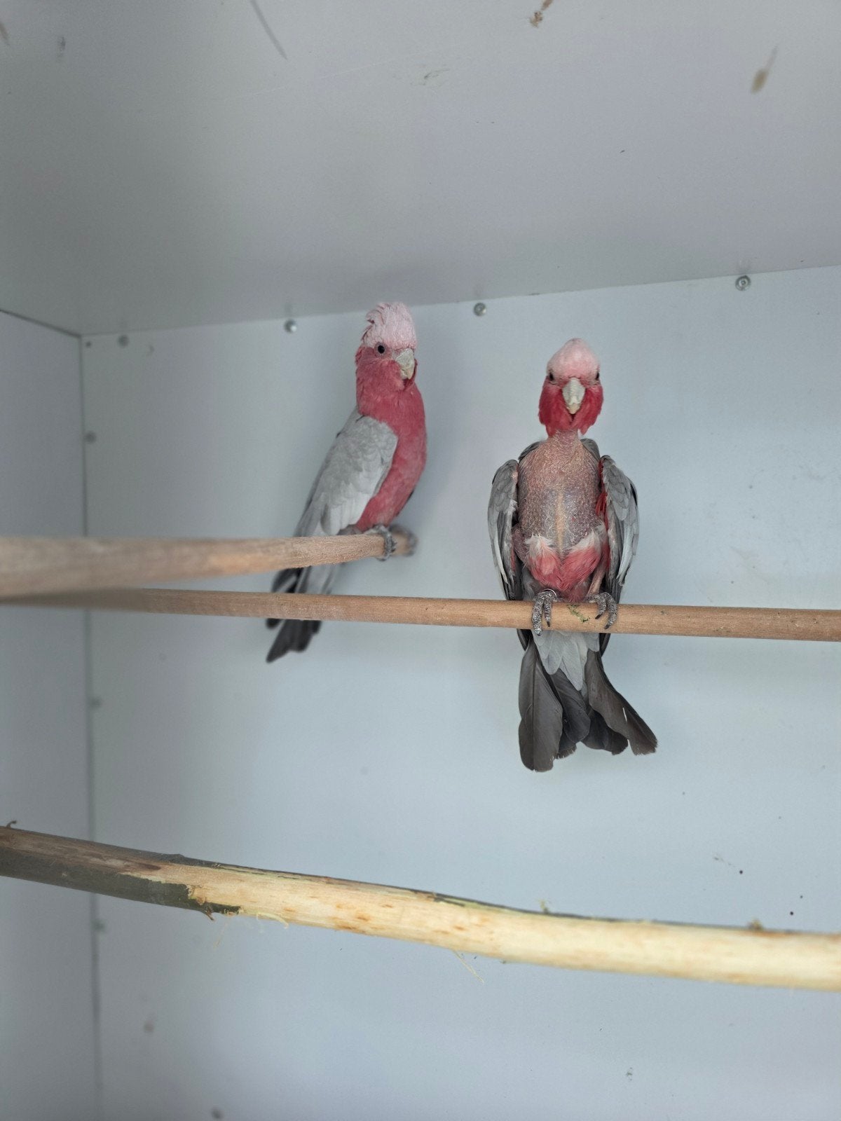 Bewezen rose kakatoe., Dieren en Toebehoren, Meerdere dieren, Papegaai, Geringd