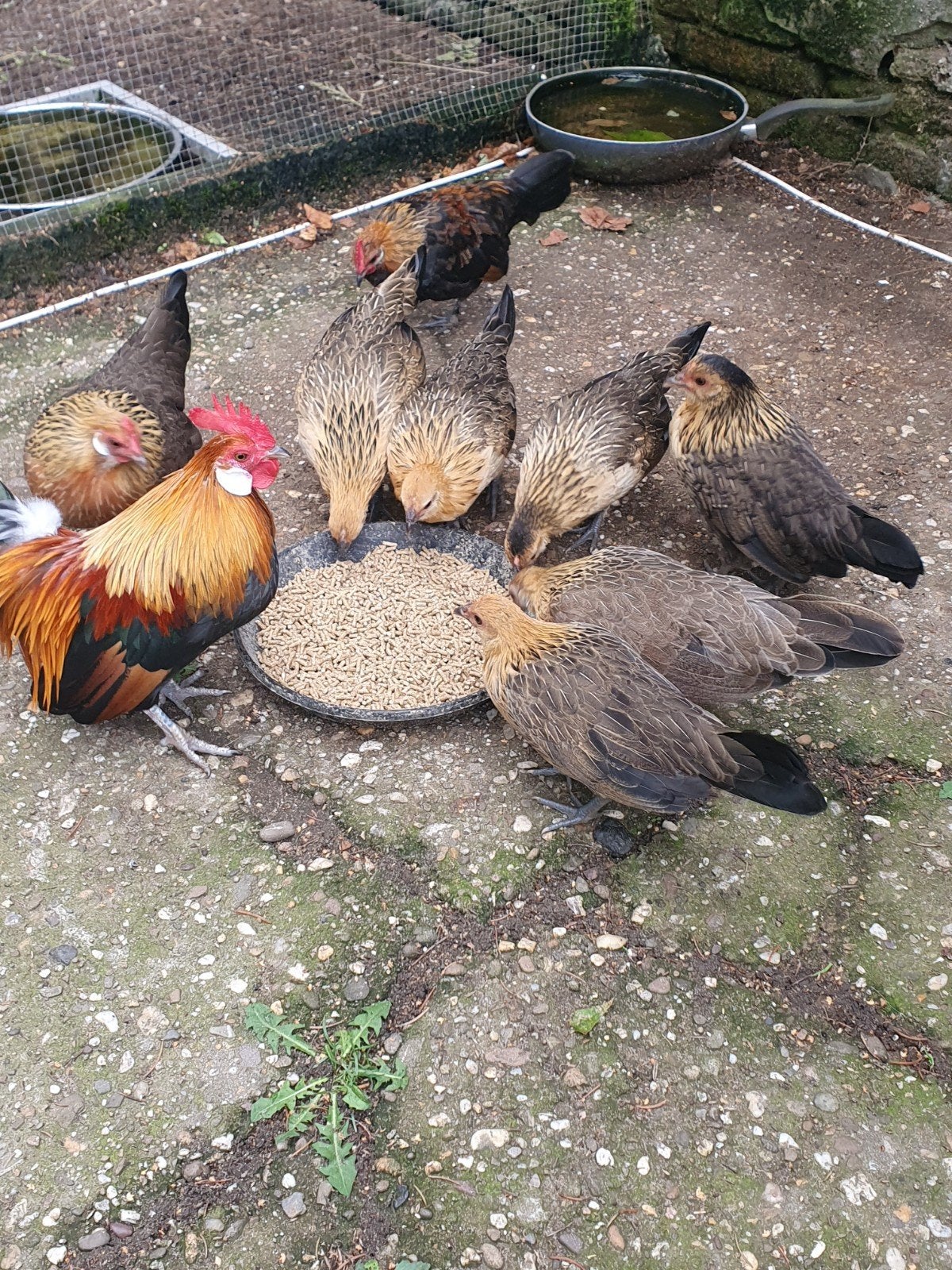 Mooie Hollandse krieltjes, Dieren en Toebehoren, Pluimvee, Meerdere dieren, Kip