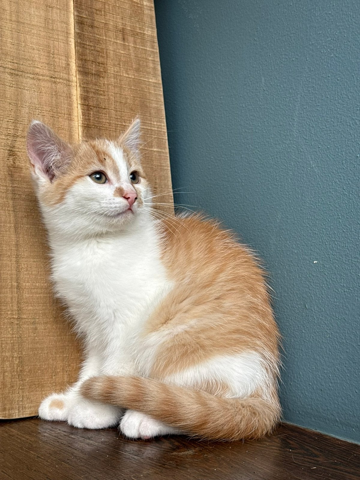 Knappe kittens, Dieren en Toebehoren, Meerdere dieren, Kortharig, 0 tot 2 jaar