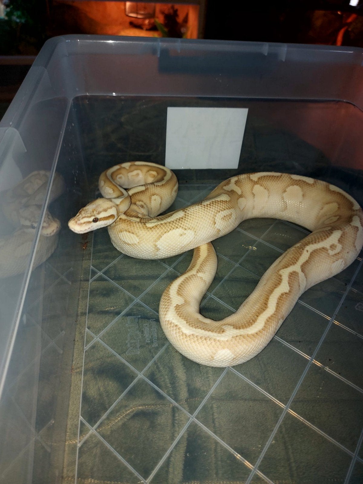 Koppel Ball Pythons Ball Python - female for sale from Christiaan