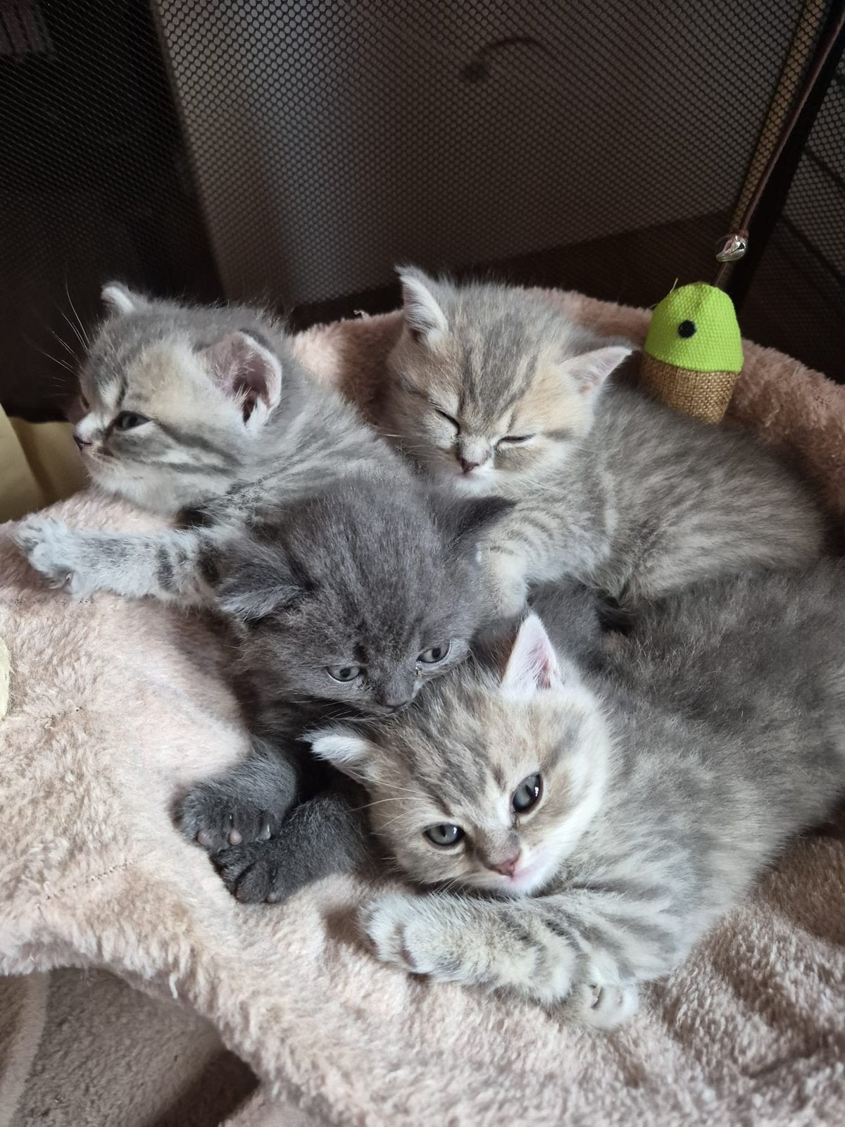 British Shorthair, Meerdere dieren