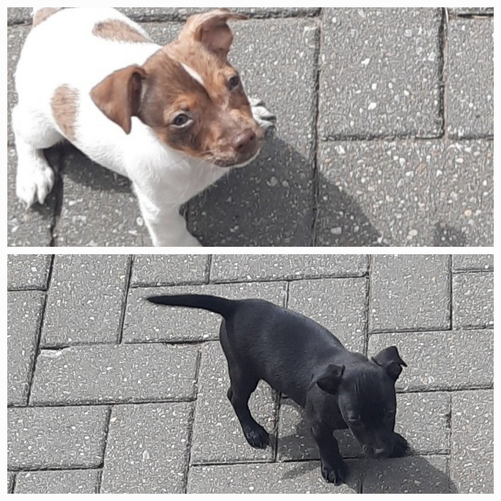 jack russel pups REUTJES, Dieren en Toebehoren, Honden | Jack Russells en Terriërs, Jack Russell Terriër, Reu, 8 tot 15 weken