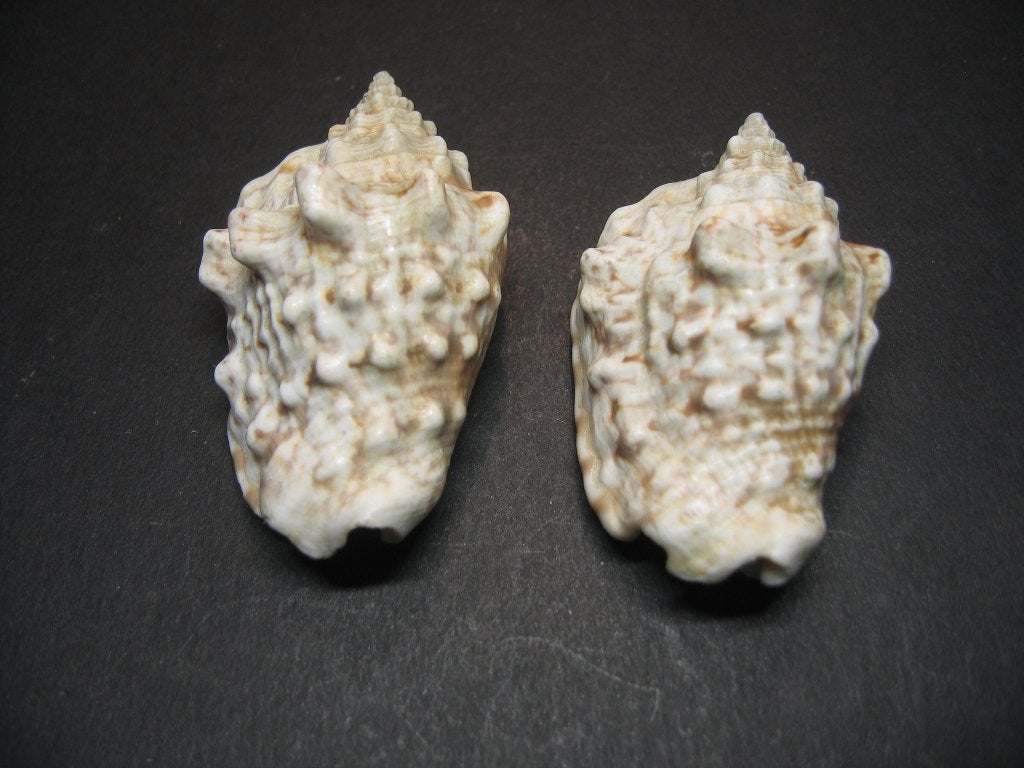 Schelpen: Lentigo lentiginosus  Linnaeus, 1758., Ophalen of Verzenden, Schelp(en)