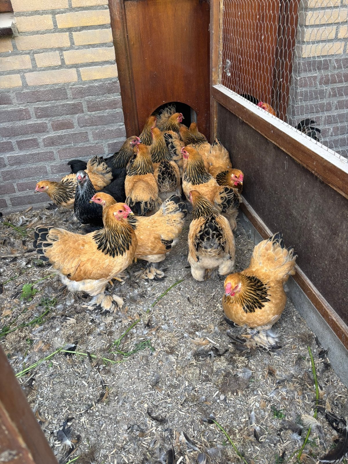 Brahma kriel Buff columbia zwart hennen 2026, Dieren en Toebehoren, Pluimvee, Vrouwelijk, Kip