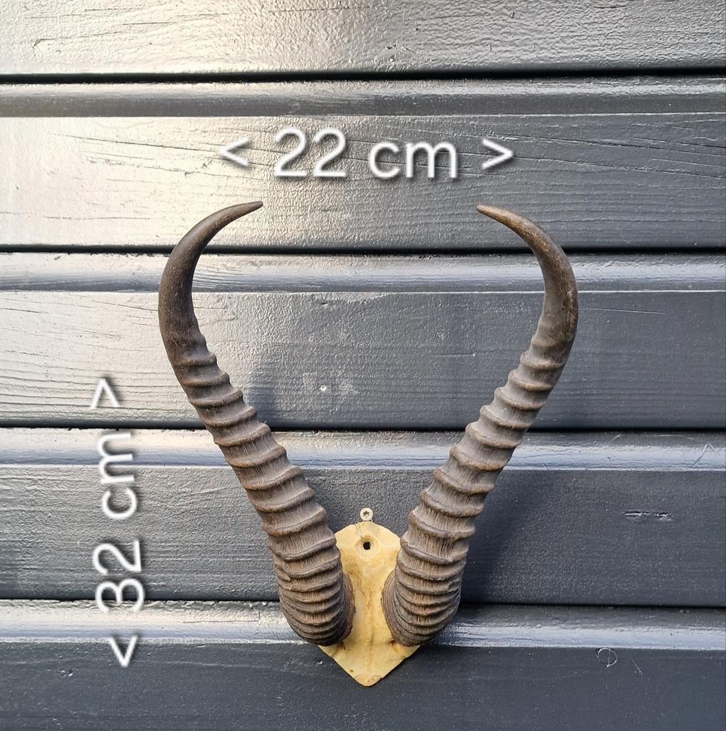 Springbok hoorns op schedelschild - Vintage wanddecoratie, Ophalen of Verzenden