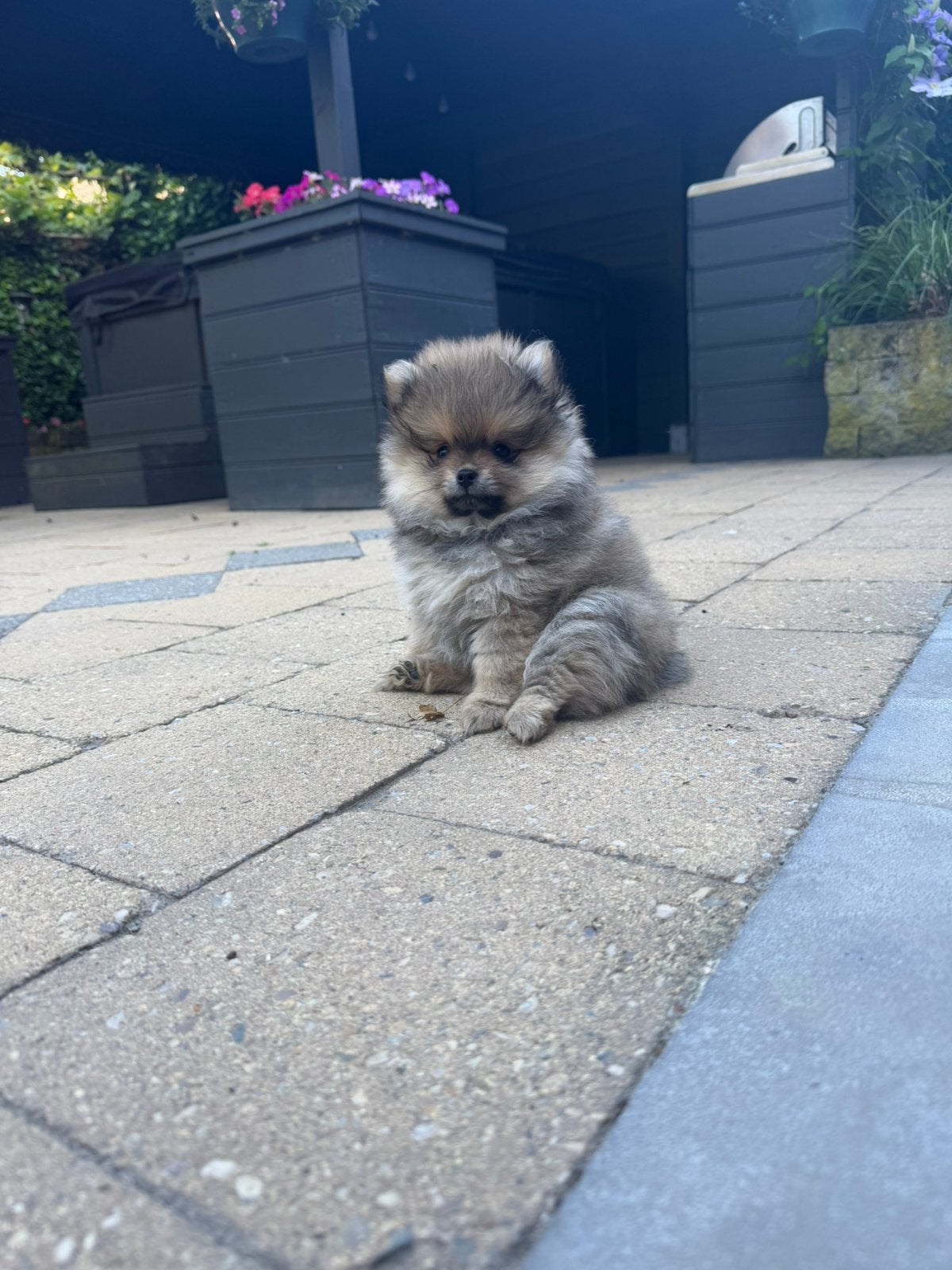 Pomeriaan pup  teefje wolf sable mag het nestje verlaten, Overige rassen, 8 tot 15 weken, Teef, Meerdere