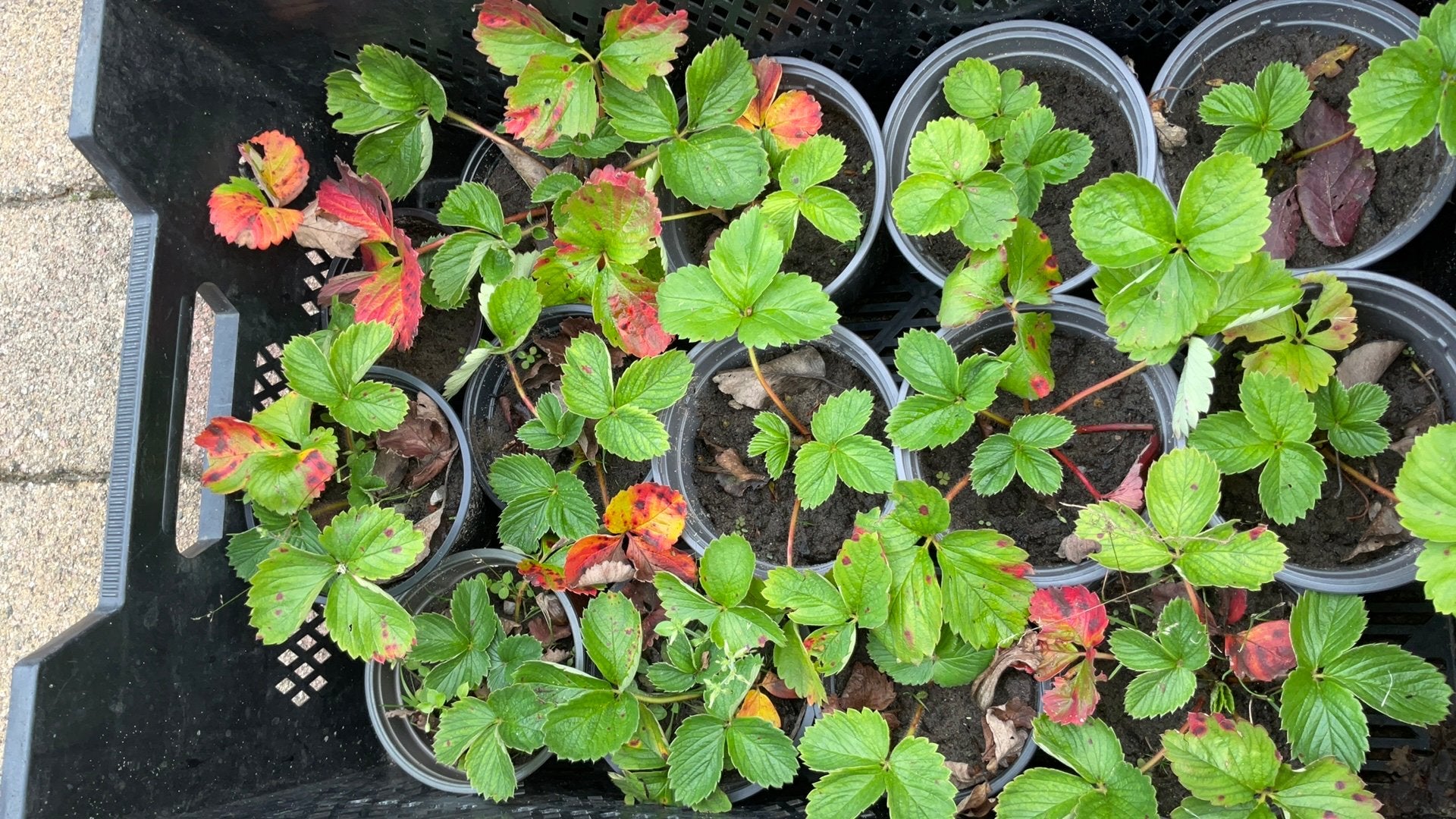 Jonge aardbei stekken te koop., Ophalen, Overige soorten, Volle zon
