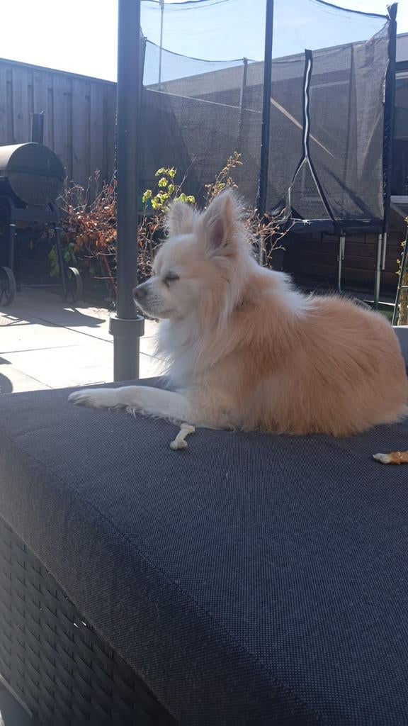5 sterren huisje gezocht, Dieren en Toebehoren, Honden | Niet-rashonden, Parvo, 6 jaar of ouder, Reu, Eén hond