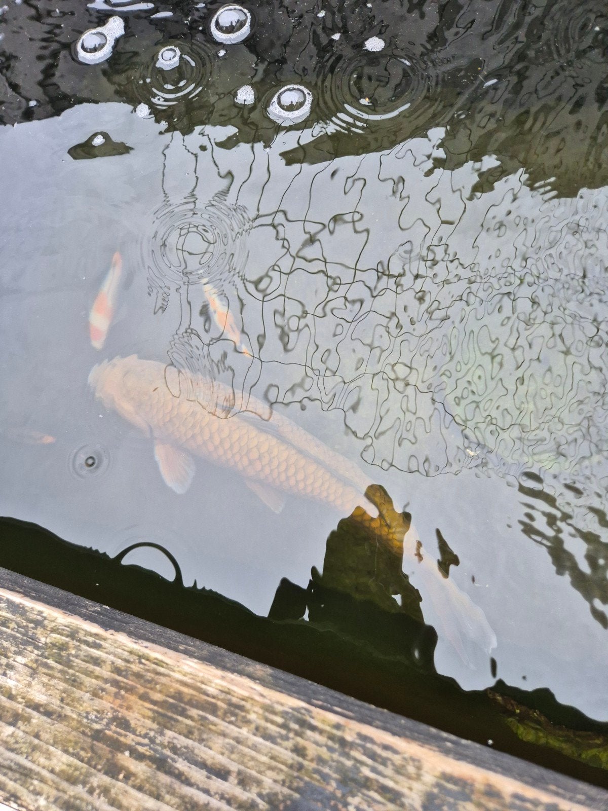 chagoi koi, Dieren en Toebehoren, Karper of Koi