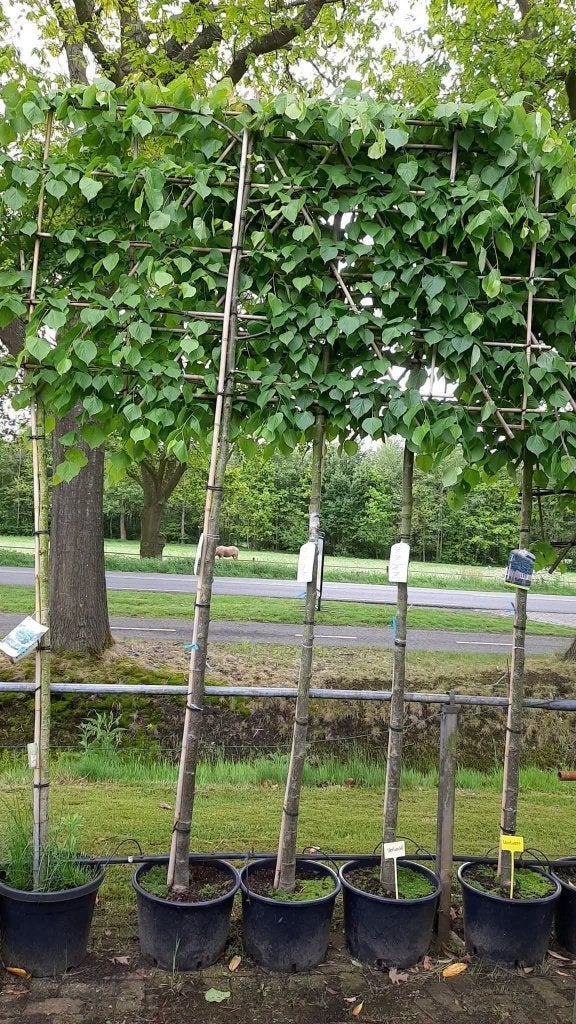 leibomen, Overige soorten, 100 tot 250 cm, Zomer, Ophalen