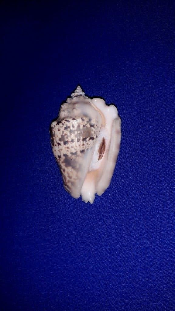 Schelpen, Lentigo lentiginosus, Verzamelen, Mineralen en Fossielen, Ophalen of Verzenden, Schelp(en)