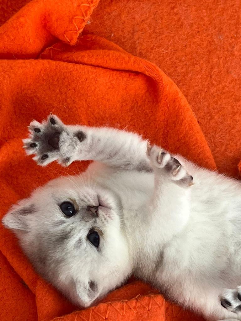 Te koop raszuivere britse korthaar kittens, Meerdere dieren, Gechipt, 0 tot 2 jaar