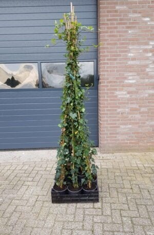 Hedera hibernica | Gestokt / Klimop, Ophalen of Verzenden, Overige soorten, Haag, 100 tot 250 cm