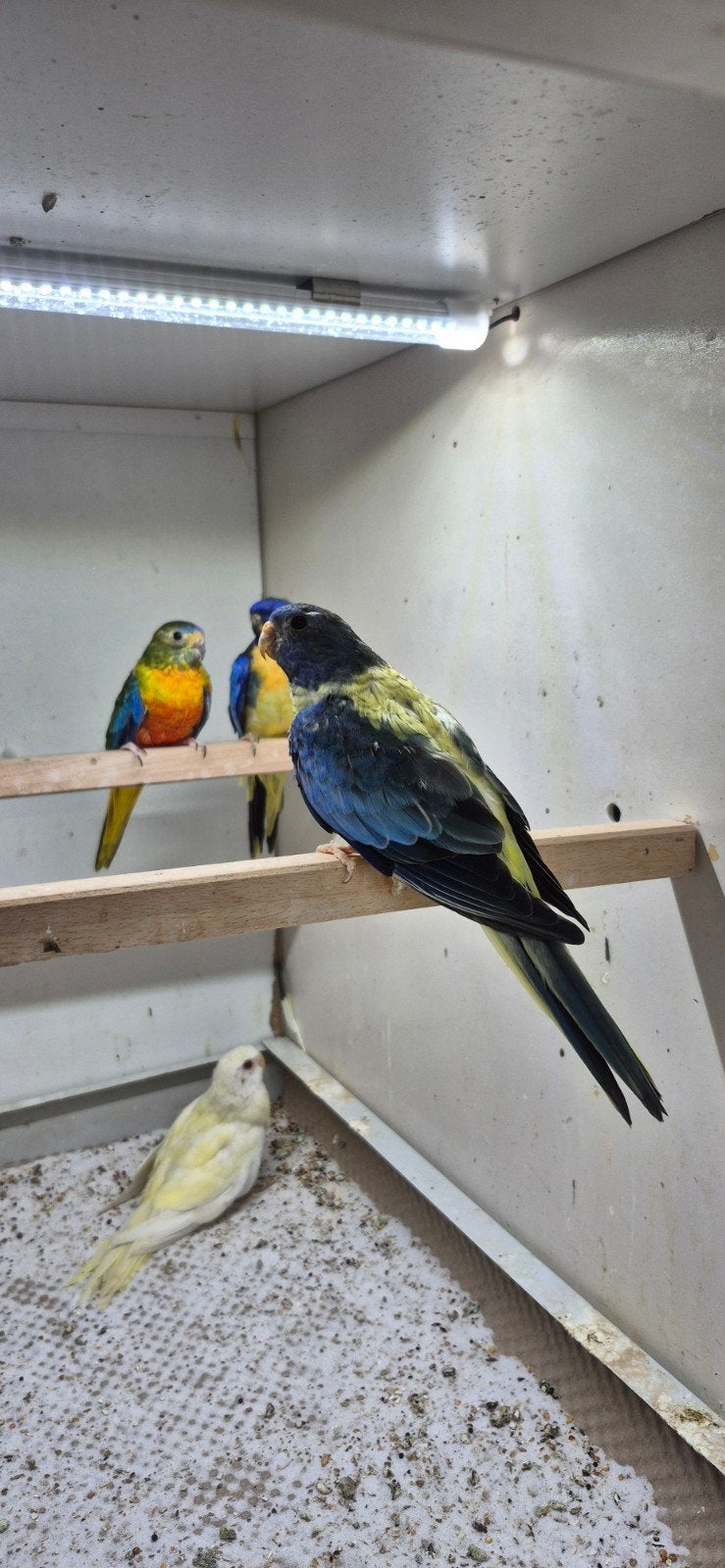 3-3 splendid parkieten, Meerdere dieren, Parkiet, Geringd