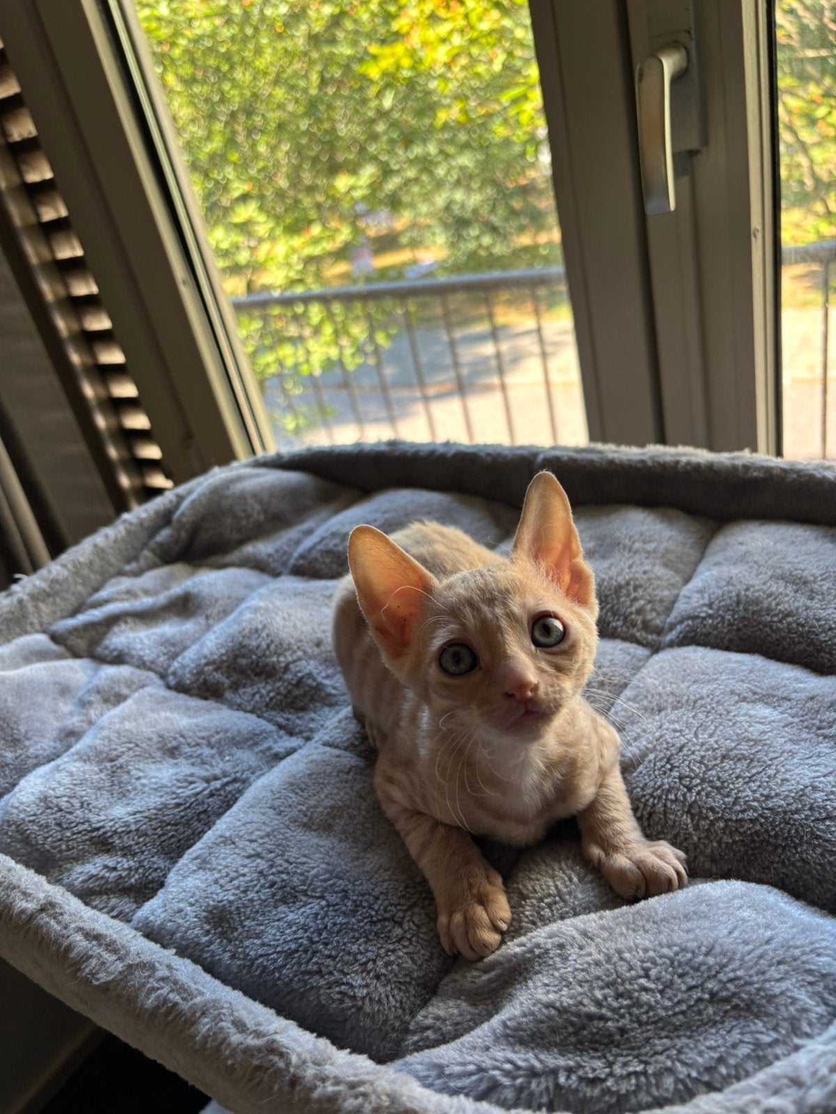 Cornish rex kitten, Dieren en Toebehoren, Kater, 0 tot 2 jaar