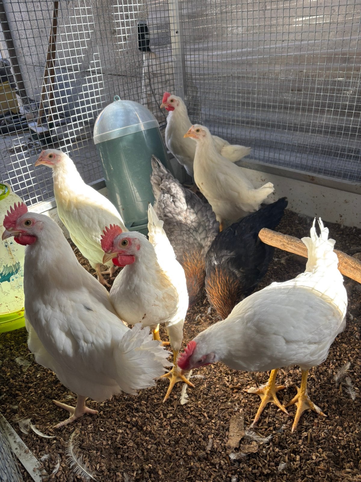 3 hanen te koop, Dieren en Toebehoren, Meerdere dieren, Kip