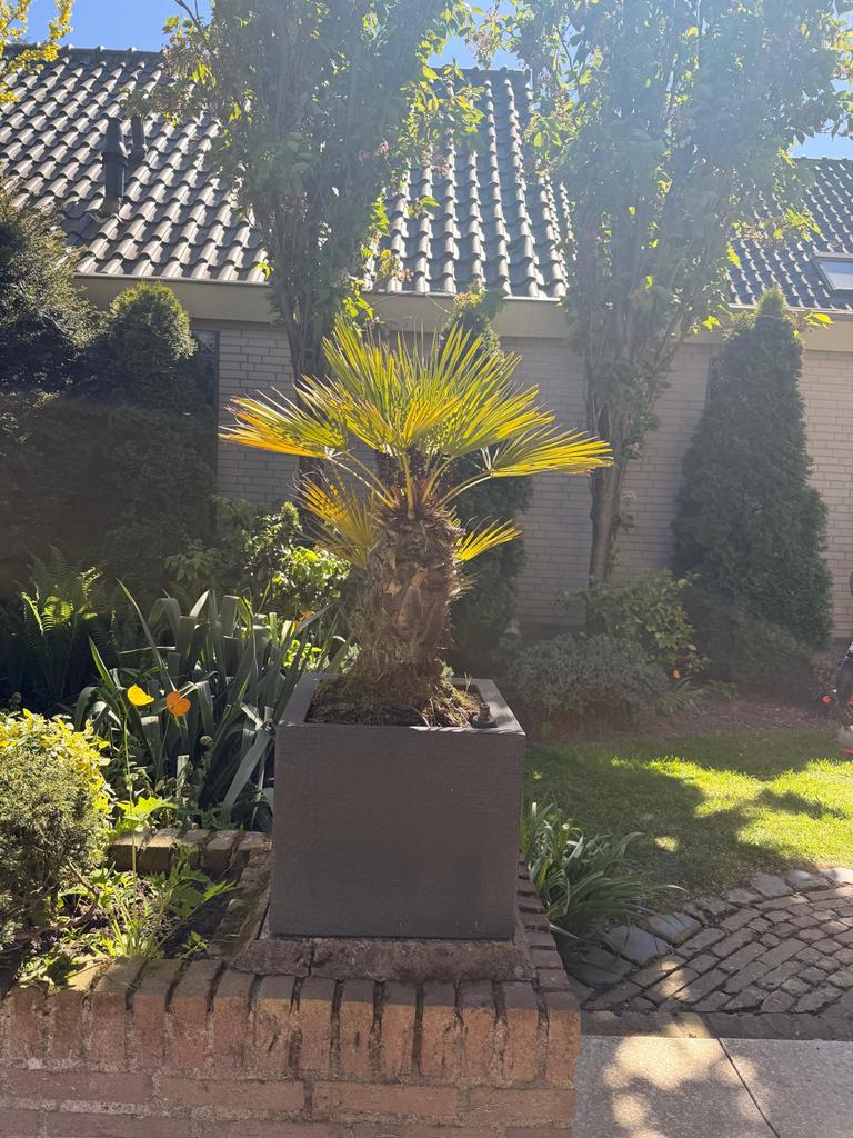 Diverse maten Trachycarpus Fortunei (Chinese Waaierpalm), Volle zon, Vaste plant, Bloeit niet, Ophalen