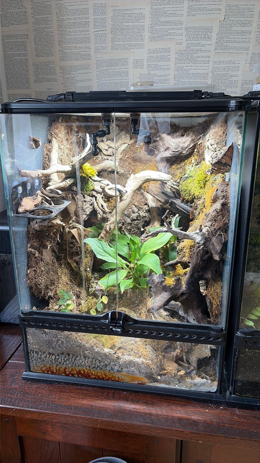 Crested gecko inclusief terrarium, Ophalen, Zo goed als nieuw