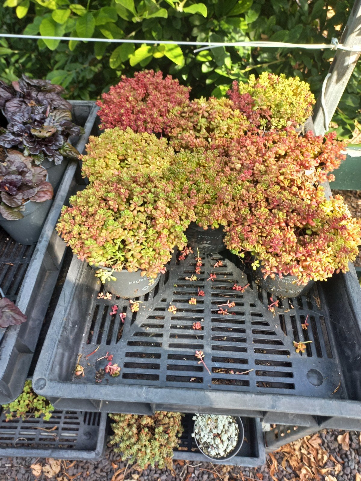grote potten Diverse Sedum en Sempervivum planten voor tuin, Bodembedekkers, Volle zon, Vaste plant, Ophalen of Verzenden