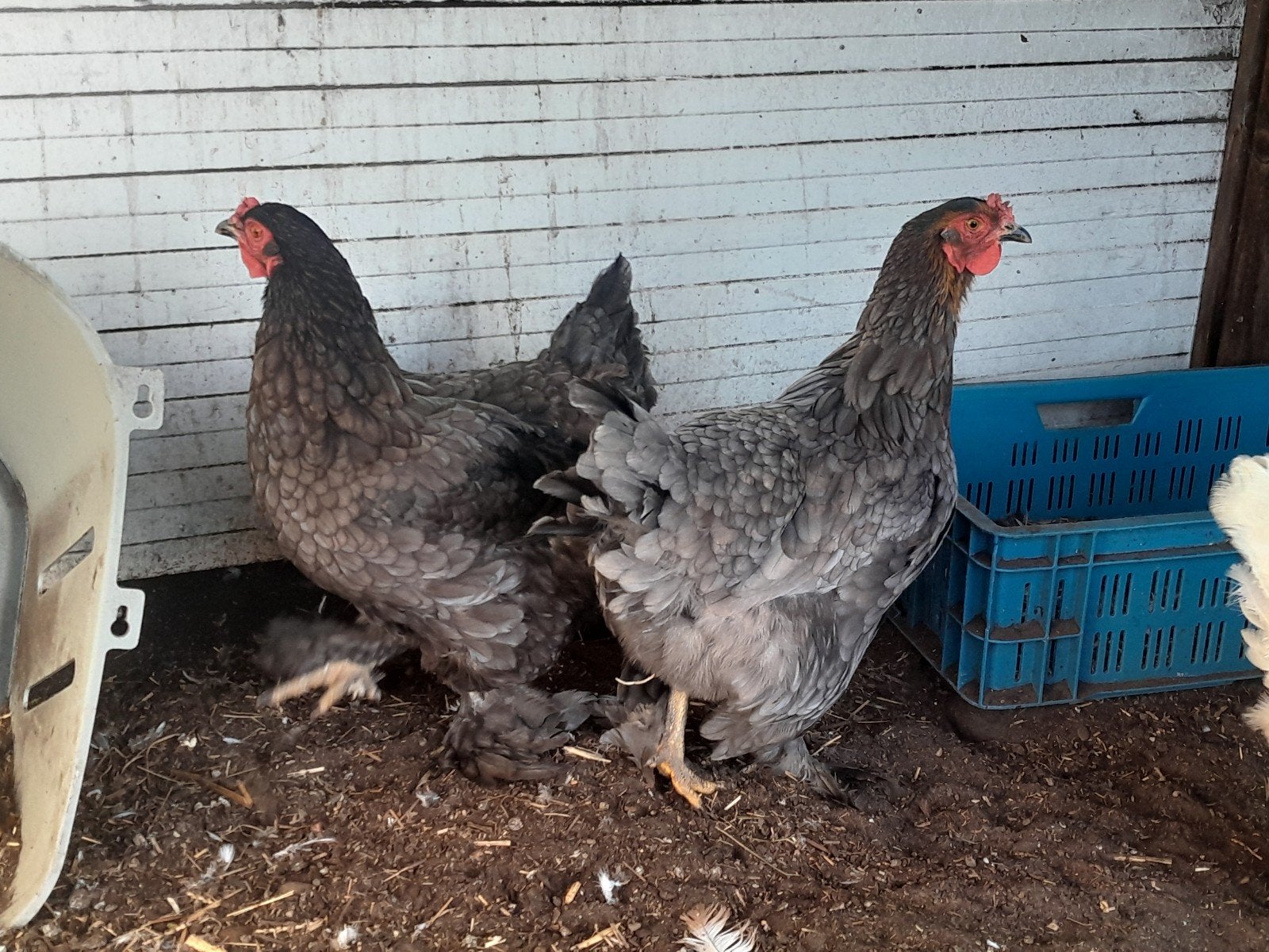 mooie Brahma hennen blauw en zwart, Dieren en Toebehoren, Vrouwelijk, Kip