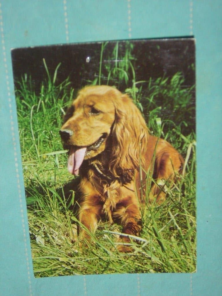 14) Kleuren ansichtkaart Hond, Ophalen of Verzenden, 1980 tot heden, Gelopen, Hond of Kat