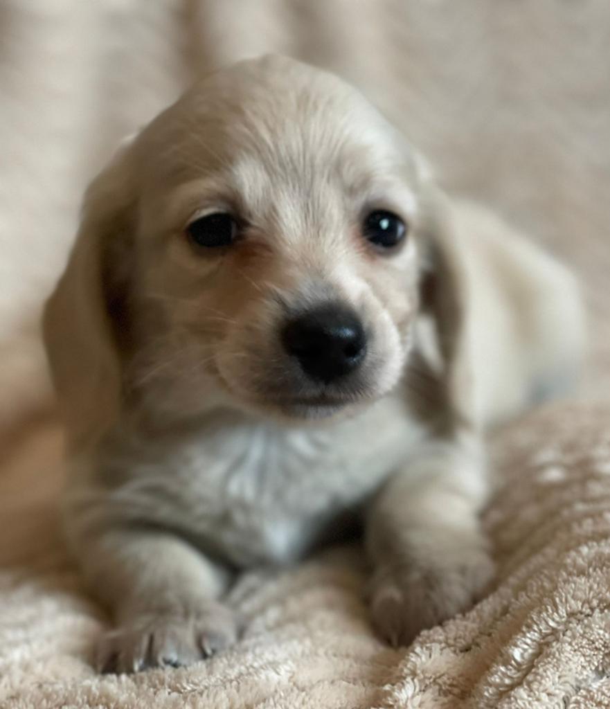 Mooi creme teckel reutje, Dieren en Toebehoren, Kaninchen, Reu, Langhaar, Eén hond