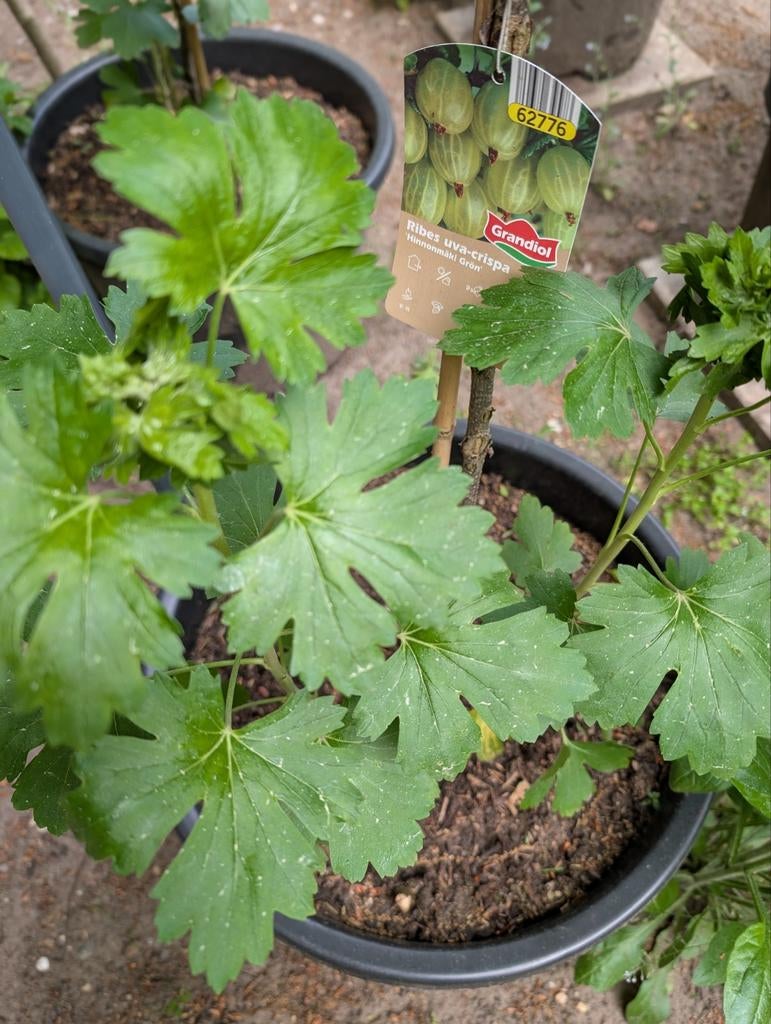 Twee stekjes Kruisbes Hinnomaki Grön (met wortels), Tuin en Terras, Planten | Tuinplanten, Ophalen, Volle zon, Vaste plant, Fruitplanten