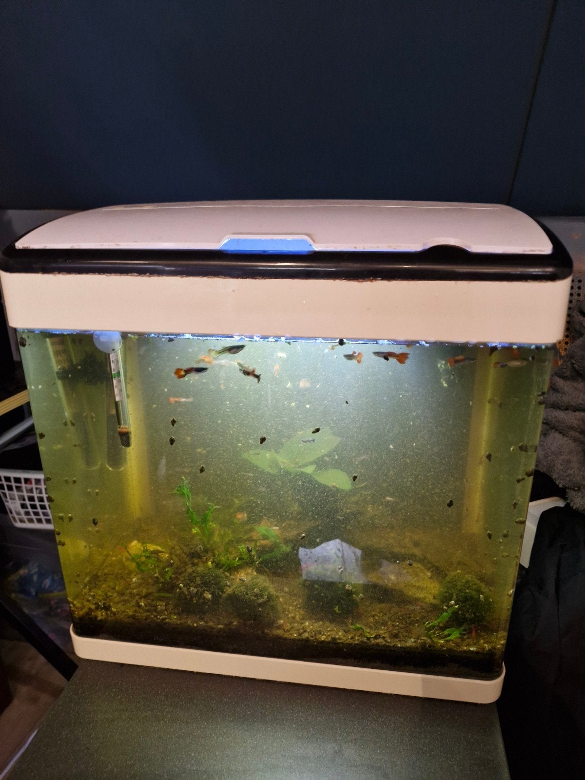 superfish panorama 50 met garnalen guppen gourami, Dieren en Toebehoren, Vis
