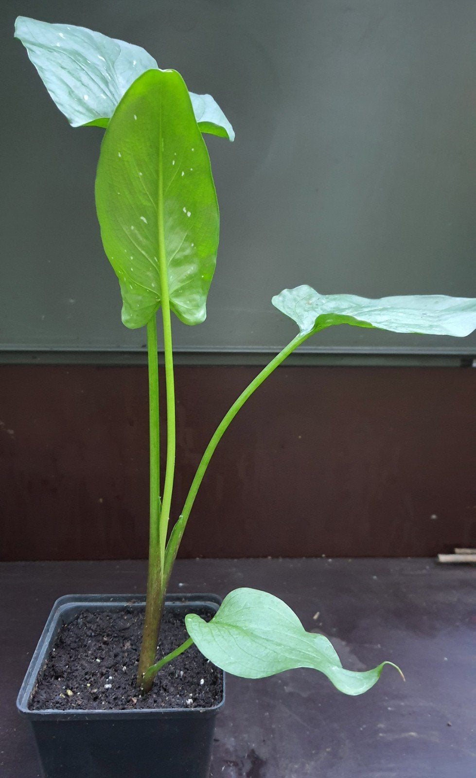 Zantedeschia 'White Giant', Vaste plant, Halfschaduw, Zomer, Ophalen