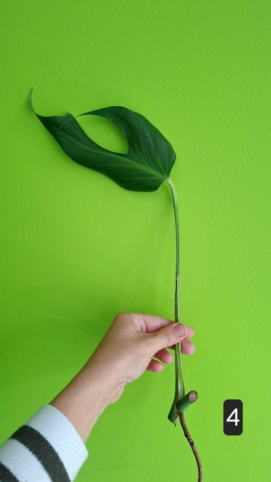 Monstera Burle Marx Flame stekje, Tuin en Terras, Ophalen of Verzenden