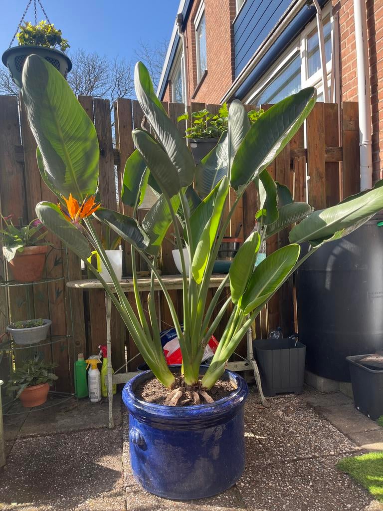 Prachtige , gezonde Strelitzia reginae (Paradijsvogelplant), Tuin en Terras, Planten | Bomen, Winter, Overige soorten, 100 tot 250 cm