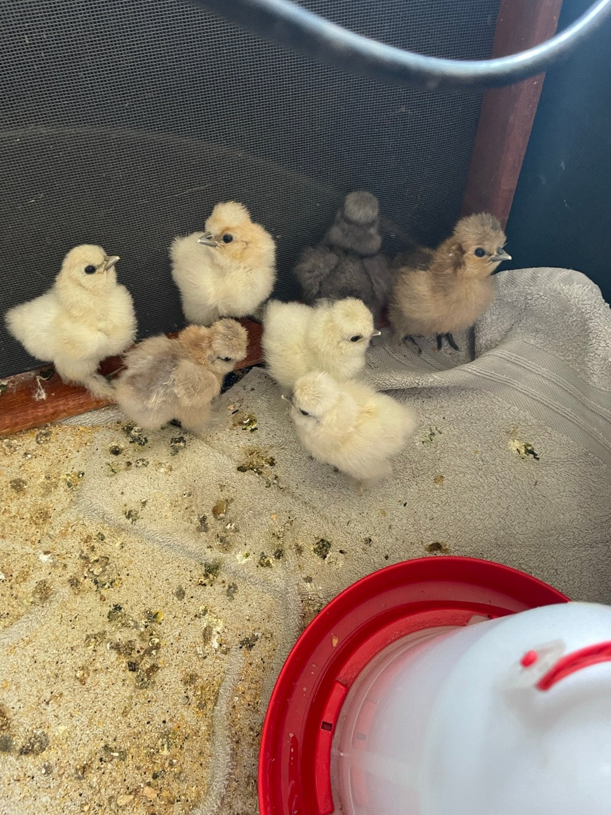 Zijdehoender kuikentjes groot gebaard, Dieren en Toebehoren, Pluimvee, Geslacht onbekend, Kip