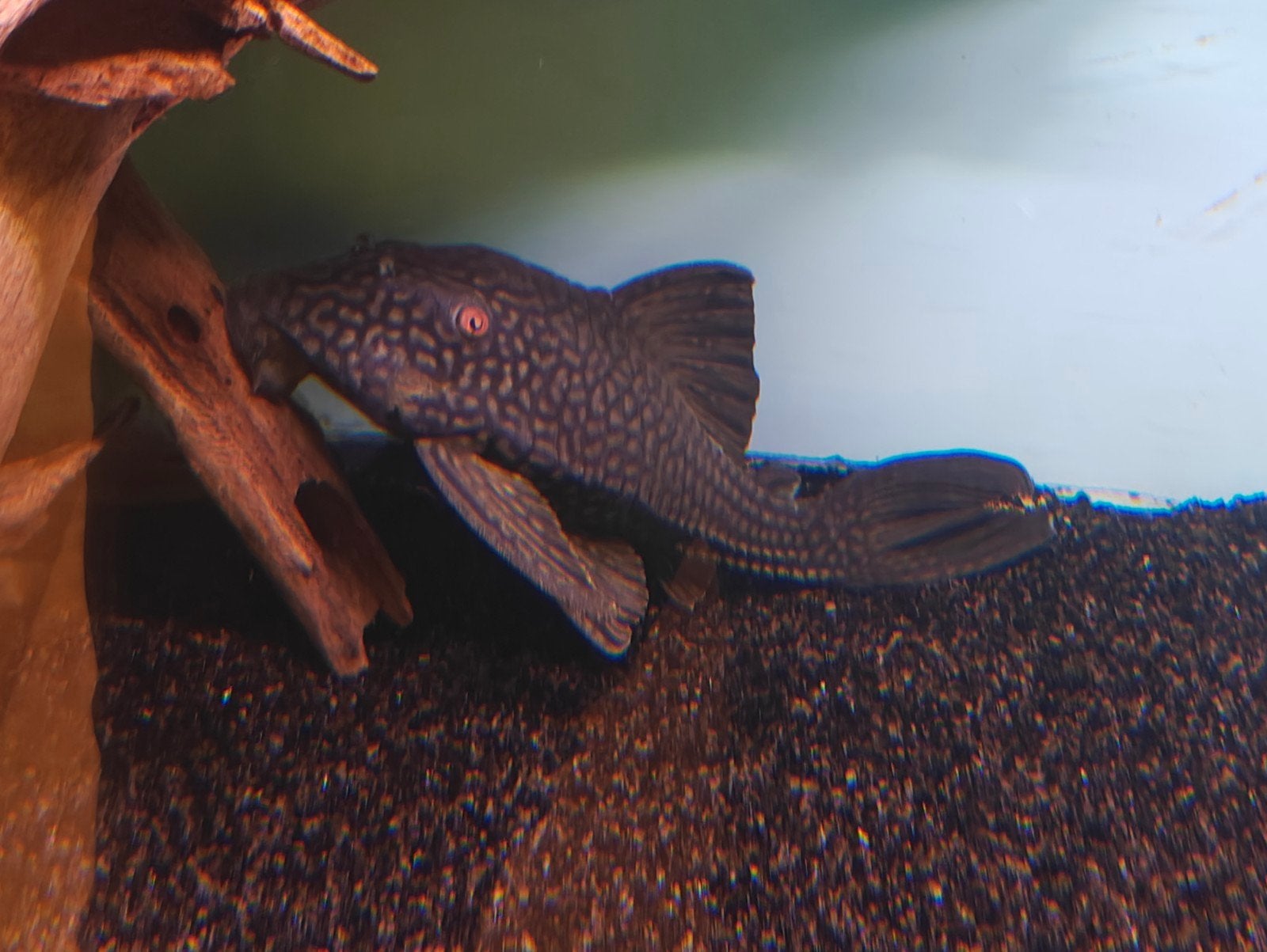 L330 Watermelon 25cm full spot, Vis