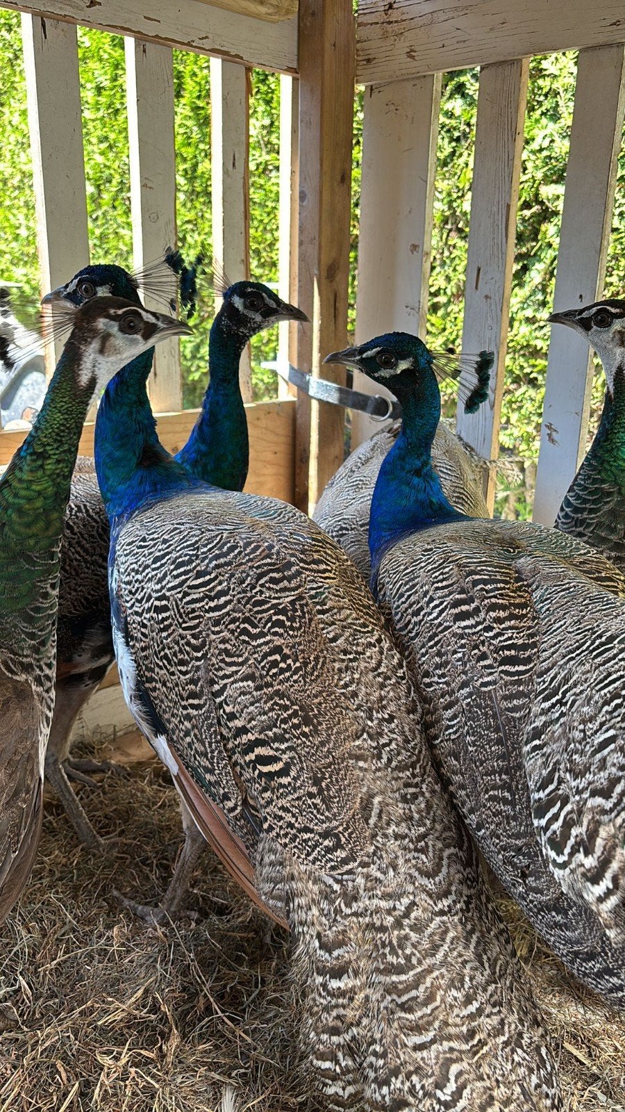3 Mooie Mannetjes Pauwen, Dieren en Toebehoren, Pluimvee, Mannelijk, Overige soorten