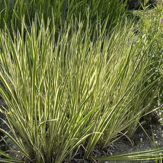 Dwergkalmoes Acorus gr. Ogon. Siergrassen P9 planten, Vaste plant, Siergrassen, Ophalen of Verzenden, Bloeit niet