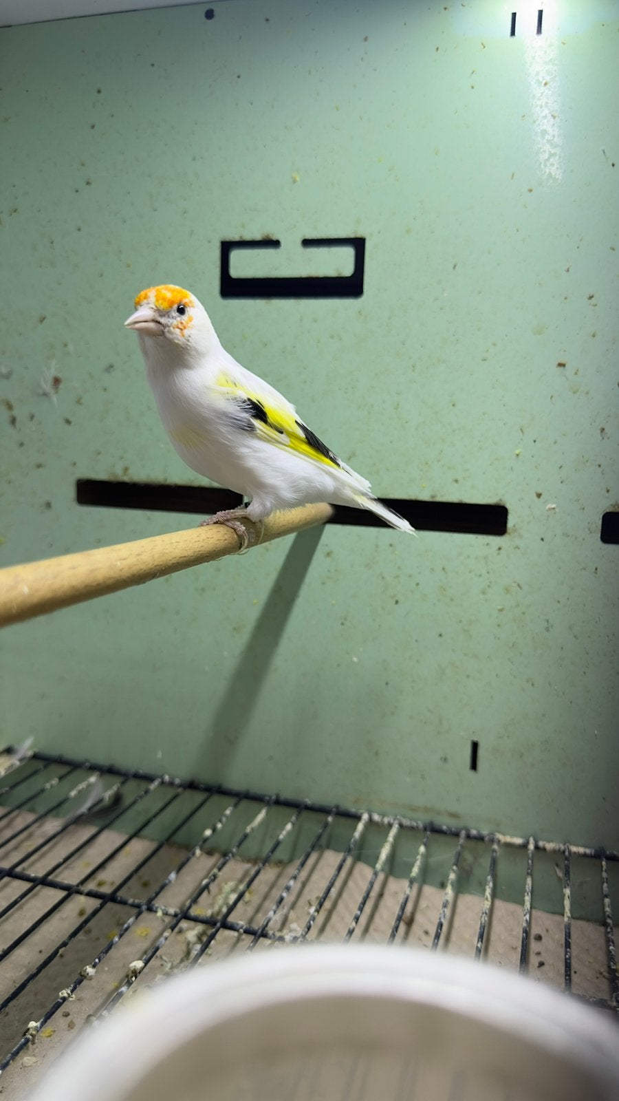 Putter vogels, Dieren en Toebehoren, Vogels | Overige Vogels, Meerdere dieren, Wildzangvogel